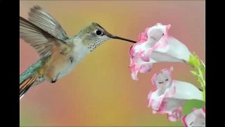 Colibri  are delicate  sweet . Animals eating