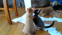 Compilation de chats s'amusant avec du papier toilette