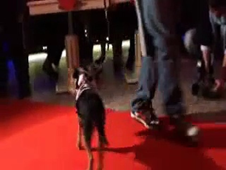 Vip Dog Fashion Show 1° parte