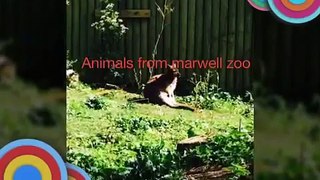 Cute animals viva video