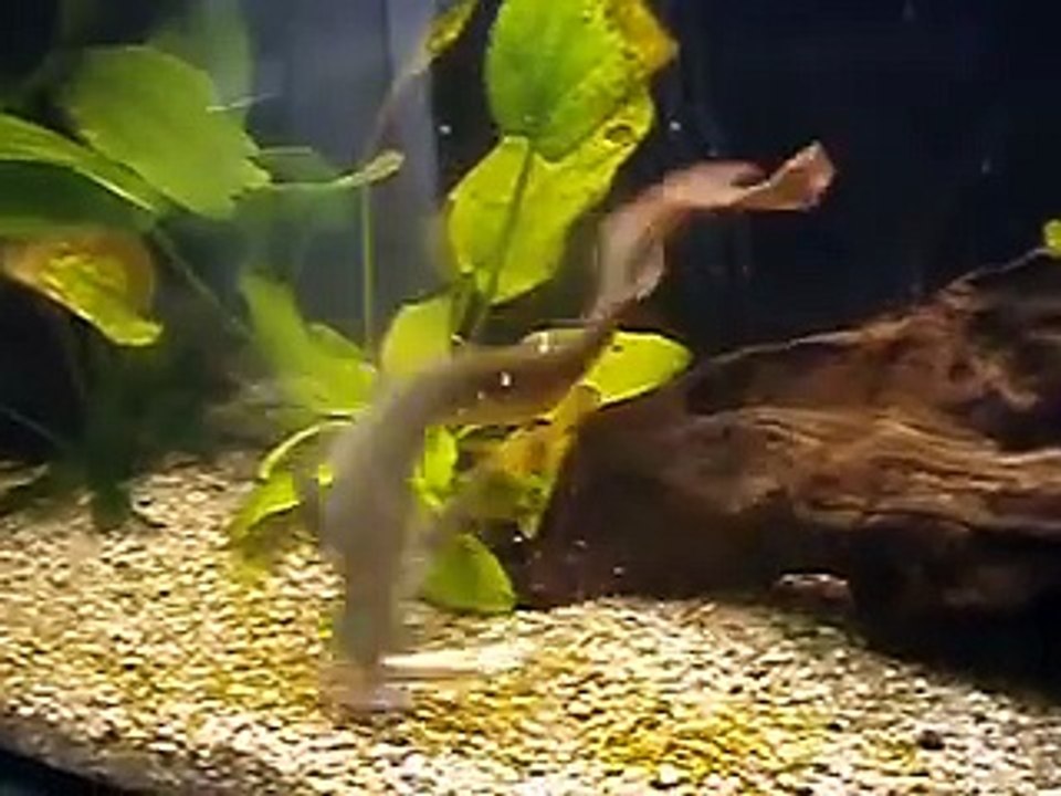 Arowana - karmienie