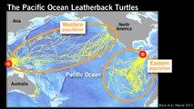 The Leatherback Turtles and Ocean Currents