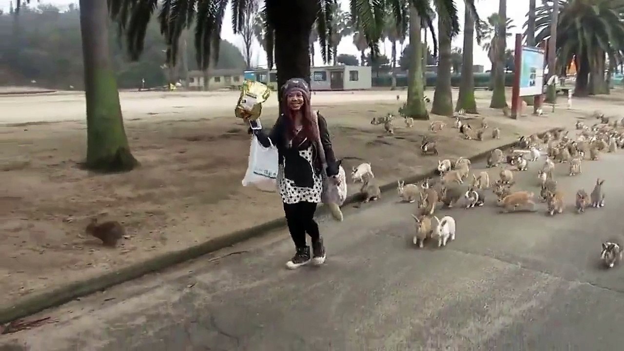 Ces lapins sont comparables aux pigeons de londres.