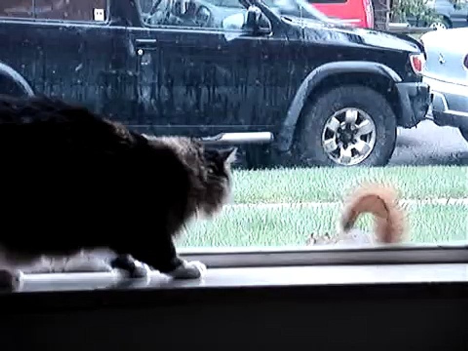 Learn to Read Animal Body Language