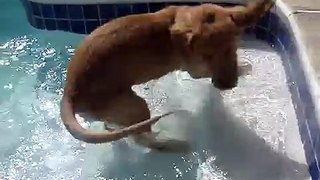 Shiloh Playing In The Pool