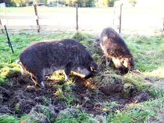 Wollschweinchen bei der Arbeit