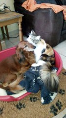 les teckels et les norvegiennes fin 08/15