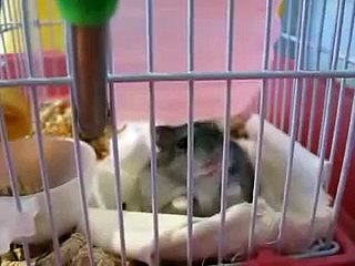 Хомяк злится