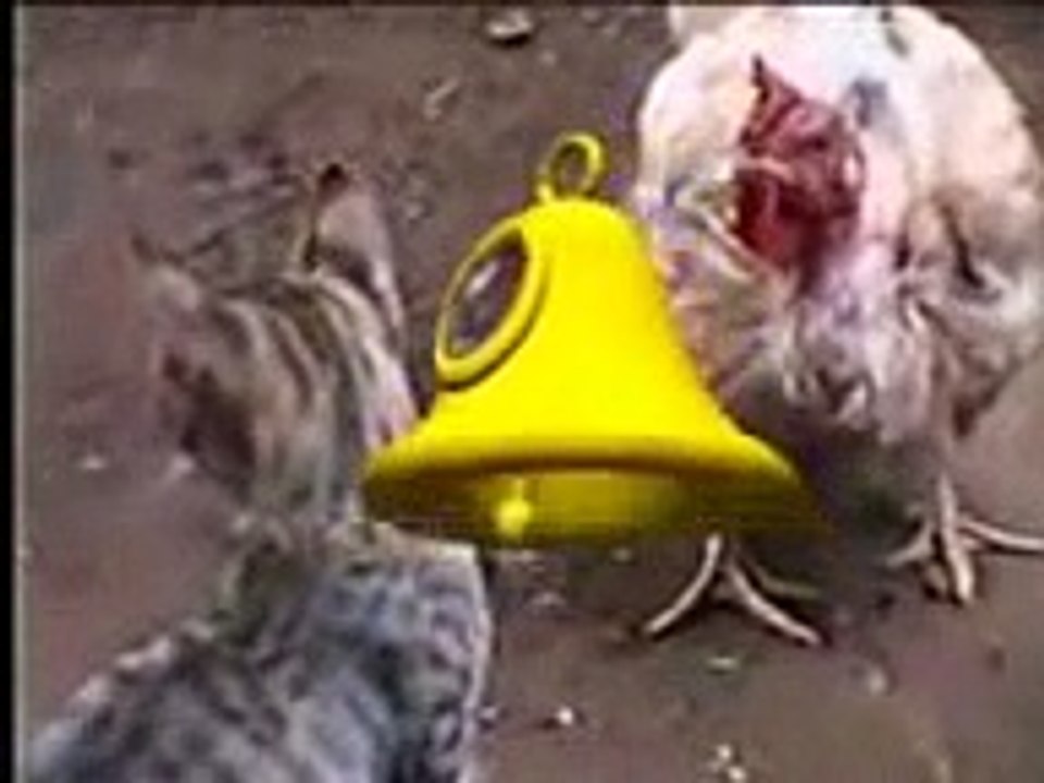 gallina vs gato