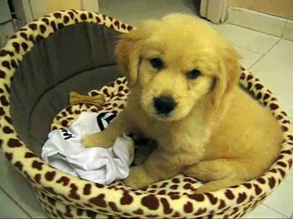 Bun Bun's Bed