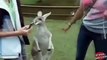 Wild animals caught on camera When Animals Attack videos animals attacking people compilation