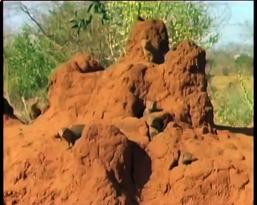 Animal world | Animal world national geographic | TOGETHER THEY STAND Trailer