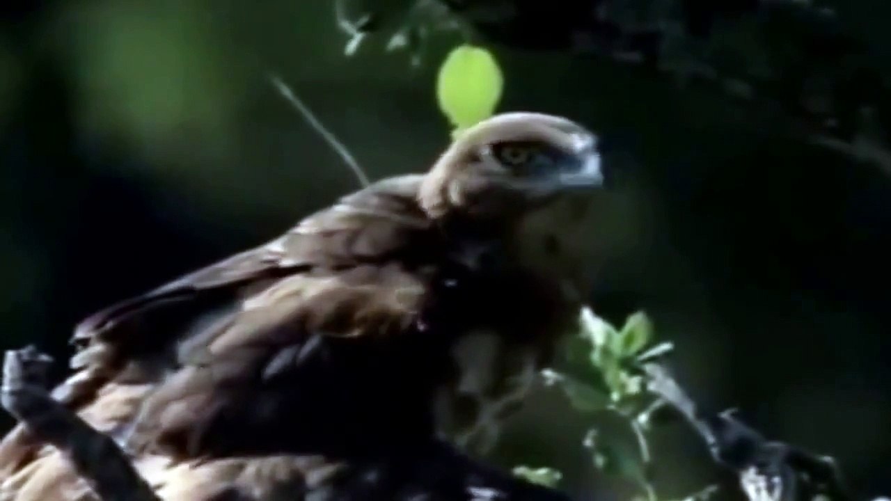 Eagle vs   attacks Cobra, Animal Fight Videos Compilation 2015