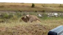 dünyanın en büyük hayvan kavgası aslanların inanılmaz kavgası