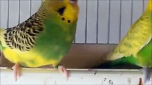 [Conseils Oiseaux] Identifier l'age et le sexe de la perruche