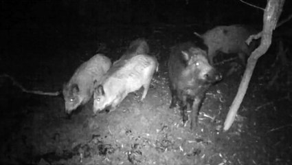 Arrivée en fanfare des sangliers... images et sons de scènes de boue !