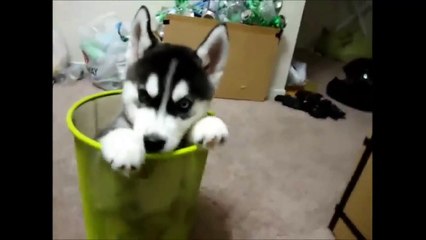 Dogs are Awesome Compilation # 10