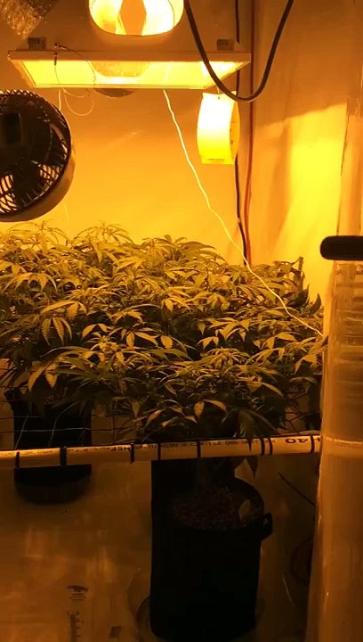 Three Strain Scrog, Week Two Flower, Blue Dream, Blue Cheese, and Power Africa, VIDEO# 4