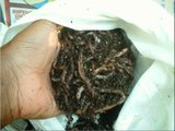 Which Compost Worms Are Best for Organic Gardening?