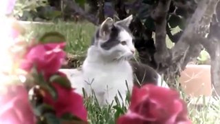Funny Cats Video - Funny Videos 2015 - Best Funny Cats Videos Compilation
