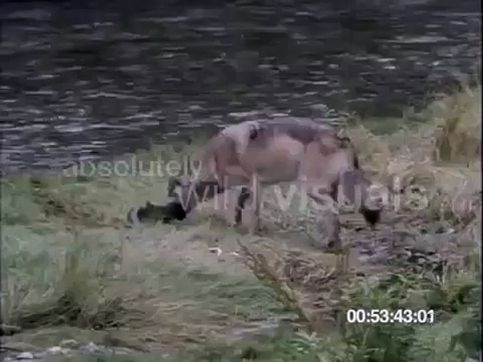 2013 wolf hunters hall of fame