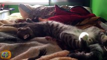 Sleeping Cats - Funny Cats Sleeping in Weird and Cute Positions Compilation - Cute Cats