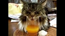 Cat Snores Into Glass Of Orange Juice Funny Videos