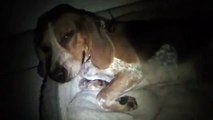 Beagle asthma sounding cough