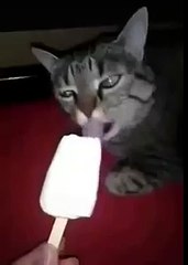 Необычная реакция кота на мороженое