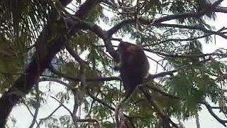 Monkey eating cake in a tree (@Pangkor Island Beach Resort)