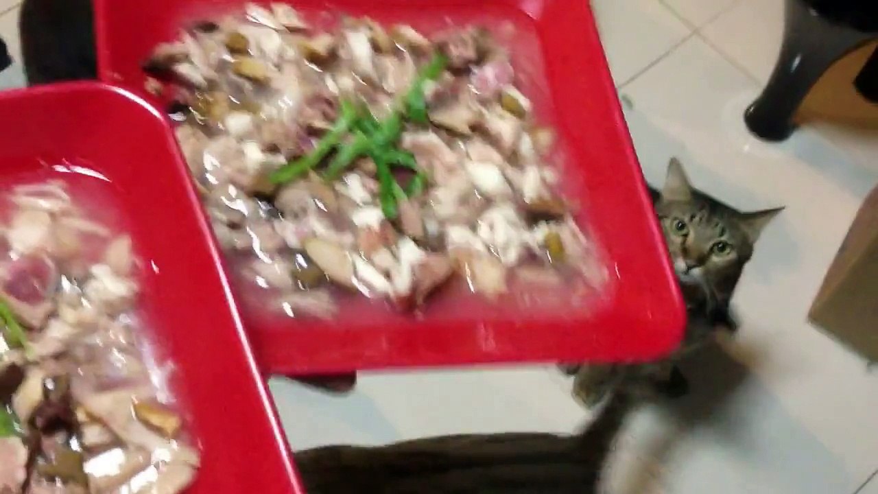 X-mas Dinner for our 7 cats