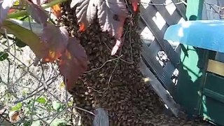 Пчелинный рой заходит в улей