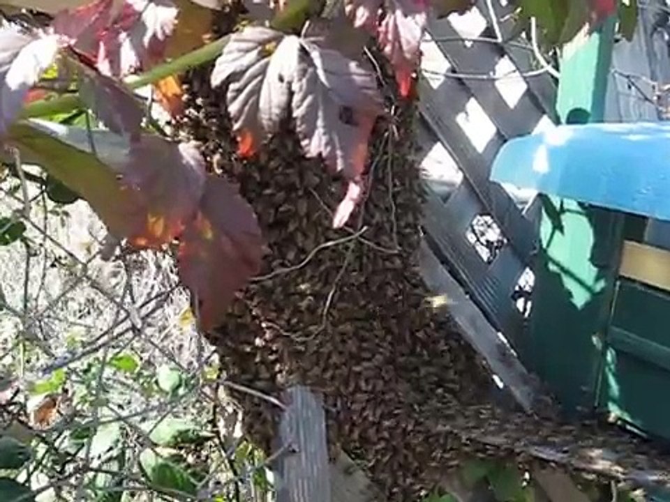 Пчелинный рой заходит в улей