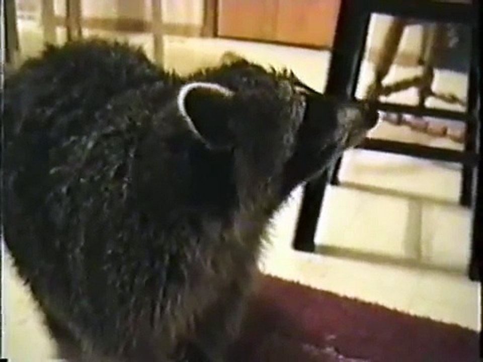 Miko the fat raccoon.
