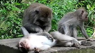 Monkeys Behaving Badly