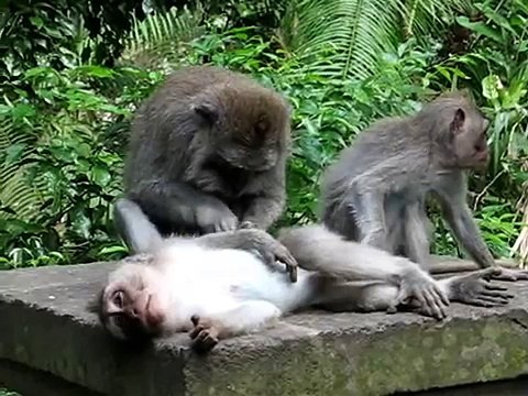 Monkeys Behaving Badly