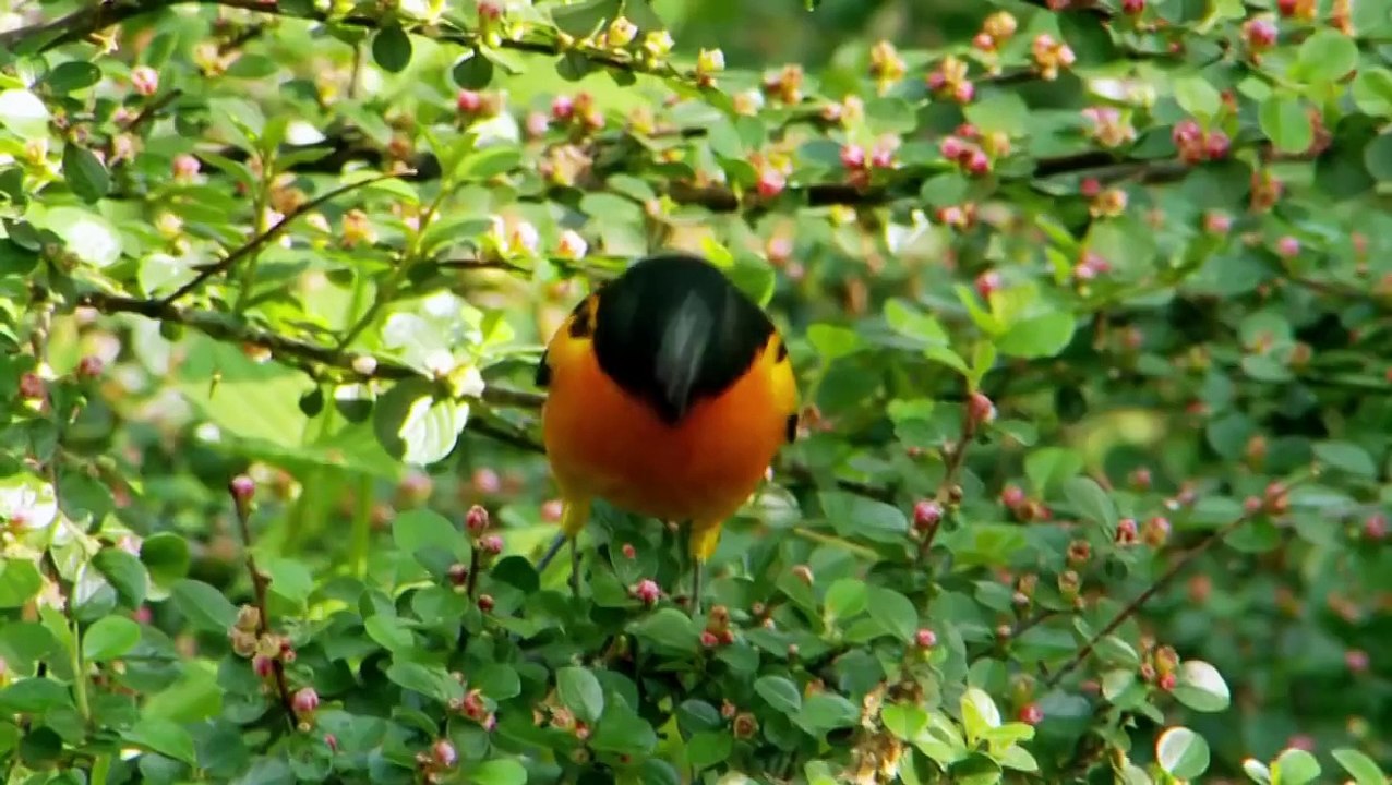 Birders: The Central Park Effect & The Tsunami and the Cherry Blossom - Trailer (HBO Docs)