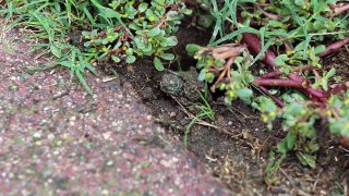 Nascita Tartaruga d acqua Trachemys Scripta Elegans