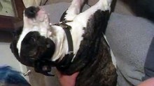 My dog, Max, having Grand Mal seizure