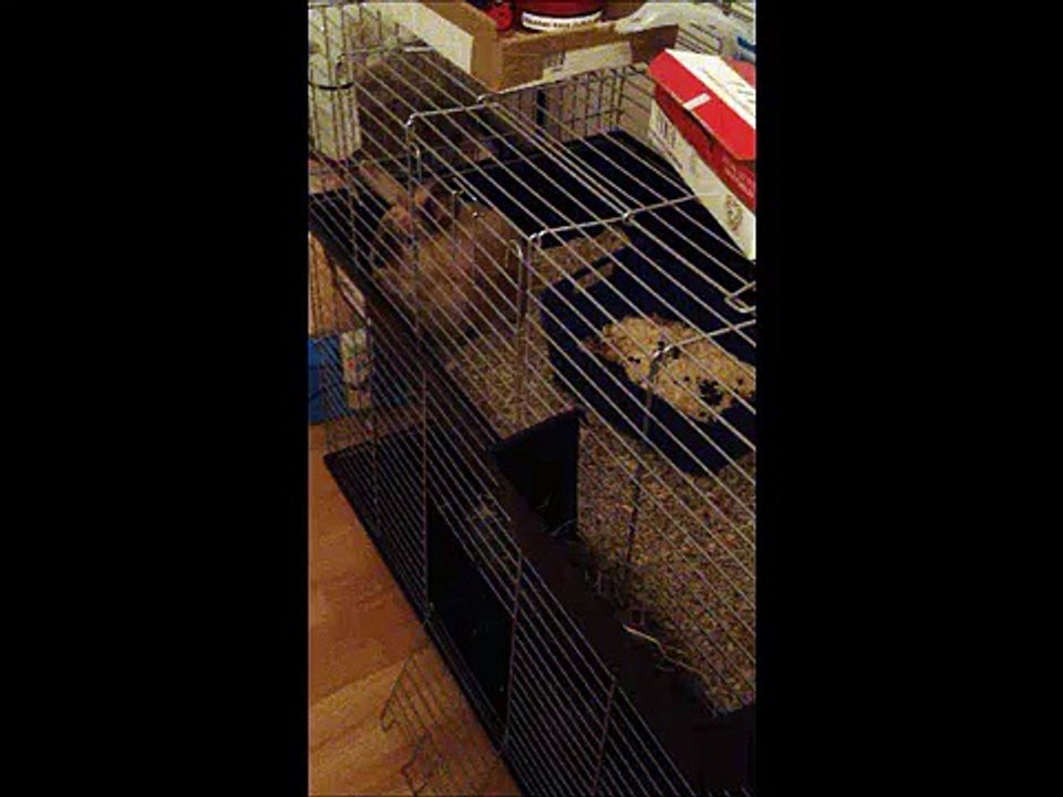 Sinirlenen tavşan //Annoying Bunnies //Annoying rabbits