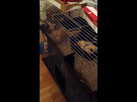 Sinirlenen tavşan //Annoying Bunnies //Annoying rabbits