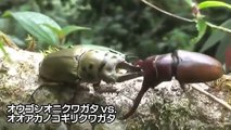 カブトVSクワガタ　Rhino beetle VS Stag beetle Part1