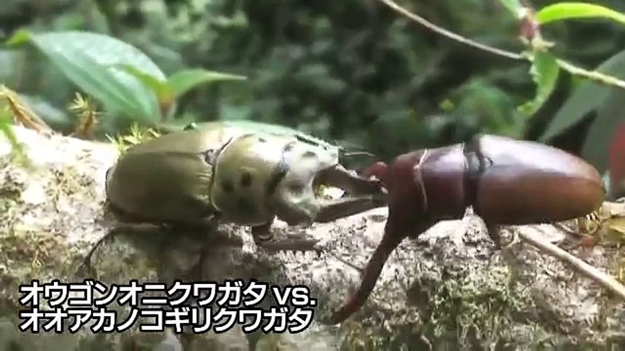 カブトVSクワガタ　Rhino beetle VS Stag beetle Part1