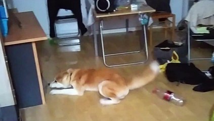 Petit quart d'heure de folie pour Azumi...