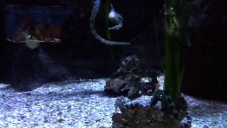 [HD] Seepferdchen-Familie / Seahorses-family