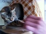 Stray cat clicker training 01