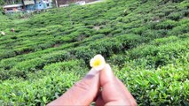 Little England of Sri Lanka -  Nuwara Eliya Tea Land the