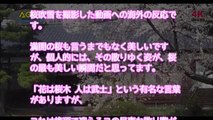 【海外の反応】日本の桜吹雪に外国人が感動「すごい！天国じゃないか！」(Cherry Blossom,sakura)