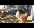 Easter Egger Chickens Freaking Out On BIG Worms!