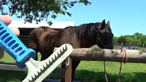 Grooming A Horse With A Hacksaw, Rasp and Curry Comb - Horse Tips